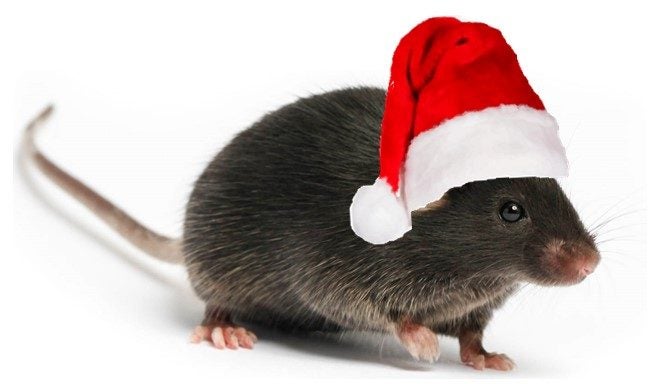 picture of C57BL/6 Mouse wearing a Santa hat